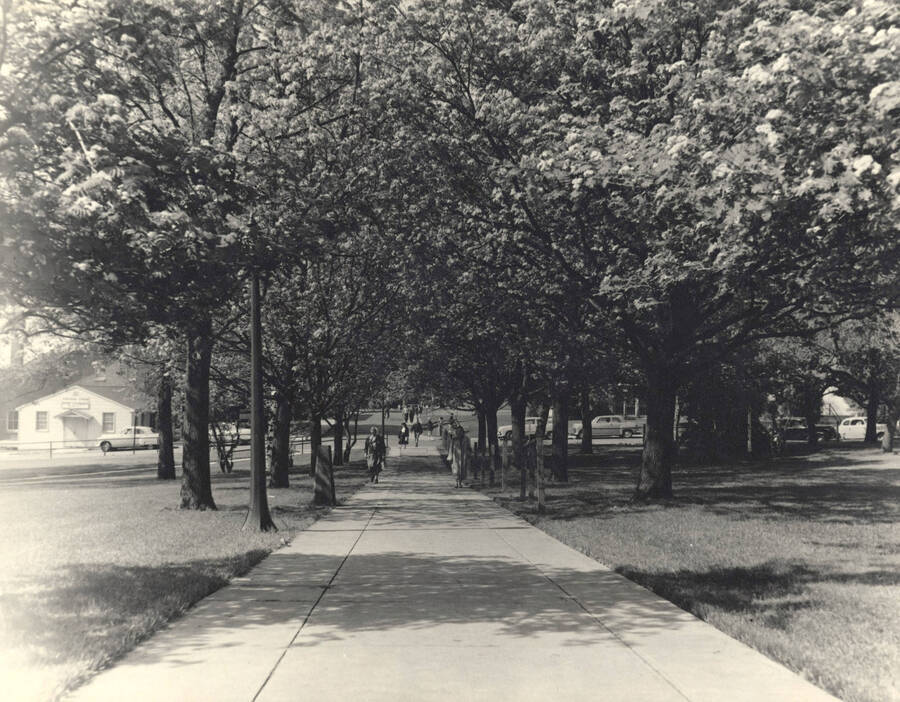1955 photograph of University of Idaho campus scenery. View of Administration sidewalk towards Morrill Hall. Donor: Publications Dept. [PG1_006-05]