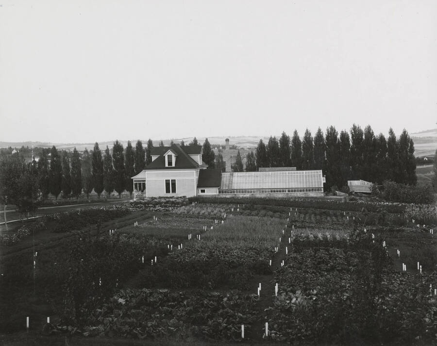 1900 photograph of Horticulture Building. View of both the plots and the line of poplars in the background. [PG1_094-15]