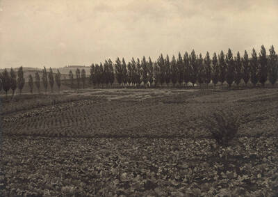1895 photograph of University Farms. Trees in background.