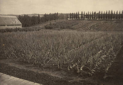 1895 photograph of University Farms. Greenhouse to the left.