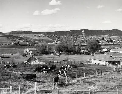 1950 photograph of University Farms. Cows in foreground, water tower in background.
