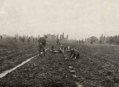 1930 photograph of University Farms. Students gardening irrigated plots.