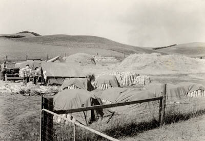 1926 photograph of University Farms. Piles of hay in background.