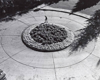 1960 photograph of the small garden that replaced the Administration Building Fountain.