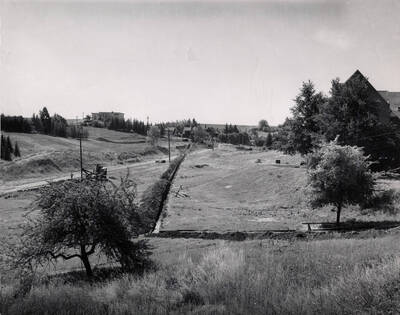 1947 photograph of homes on the South Hill. Trees in foreground.