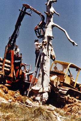 1970 photograph of a snag being removed for the Forestry Building. Construction worker in foreground. Donor: James R. Fazio.