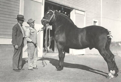 1935 photograph of horses on the University of Idaho campus. Two men examine a horse.
