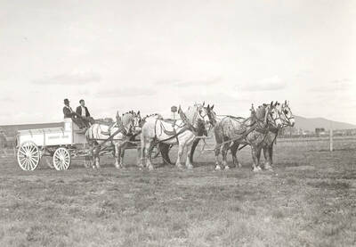 1921 photograph of horses on the University of Idaho campus. A team of horses hitched to a University of Idaho wagon.