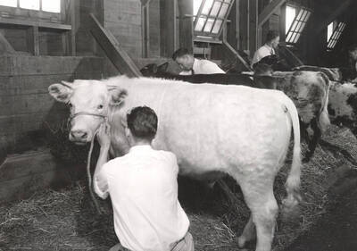 1938 photograph of cattle on the University of Idaho campus. Students brush cattle in a barn.