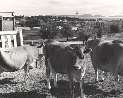 1962 photograph of cattle on the University of Idaho campus. Three cows in foreground, water tower in background.
