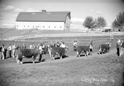 1939 photograph of cattle on the University of Idaho campus. Cattle in foreground, students and barn in background.