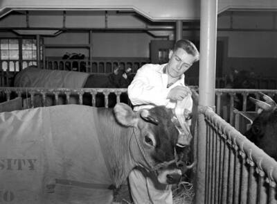 1939 photograph of cattle on the University of Idaho campus. A student polishes the horns on a bull..