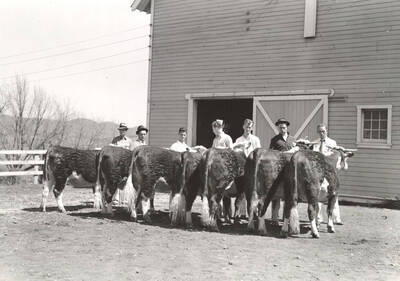 1937 photograph of cattle on the University of Idaho campus. Students stand with cattle in foreground.