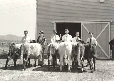 1937 photograph of cattle on the University of Idaho campus. Students stand with cattle in foreground.