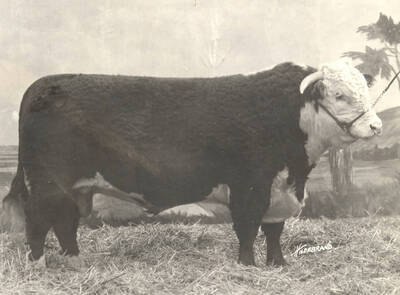 1922 photograph of cattle on the University of Idaho campus. Bull in foreground.