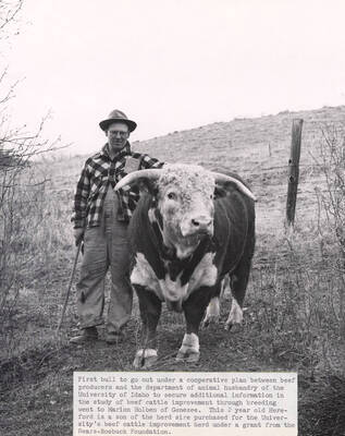 1953 photograph of cattle on the University of Idaho campus. Marion Holben and a Hereford bull in foreground. Donor: Publications Dept.