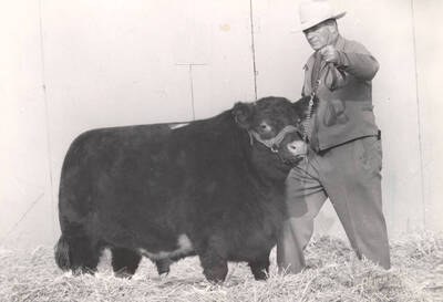 1952 photograph of cattle on the University of Idaho campus. A man leads a grand champion cow. Donor: Publications Dept.