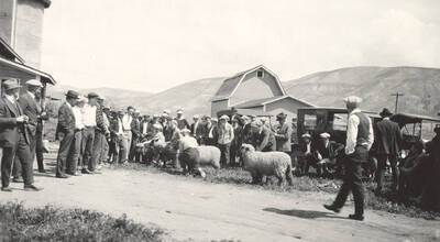 1936 photograph of sheep on the University of Idaho campus. Students lead sheep to be judged.