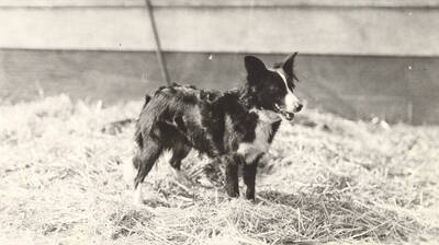 1932 photograph of a sheep dog on the University of Idaho campus. Dog in foreground.