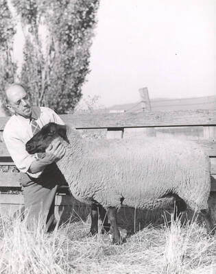 1945 photograph of sheep on the University of Idaho campus. Dean Iddings examines a sheep. Donor: Publications Dept.