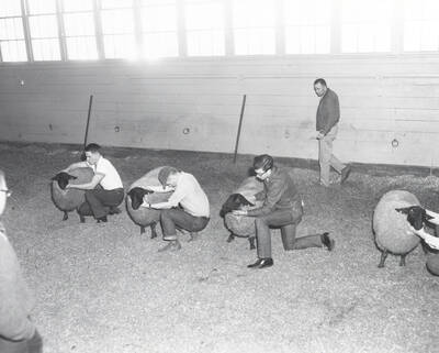 1961 photograph of sheep on the University of Idaho campus. Students examine sheep in barn. Donor: Photo Center.