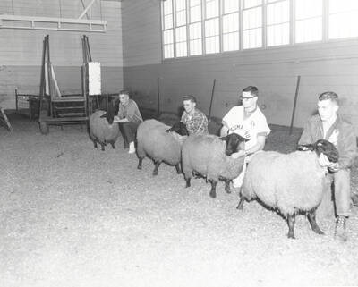 1961 photograph of sheep on the University of Idaho campus. Students examine sheep in barn. Donor: Photo Center.