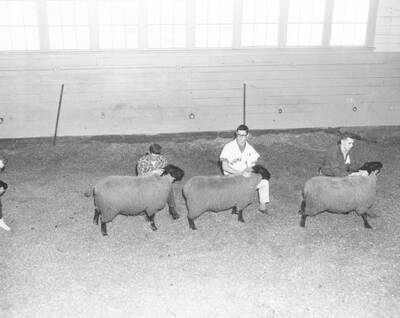 1961 photograph of sheep on the University of Idaho campus. Students examine sheep in barn. Donor: Photo Center.