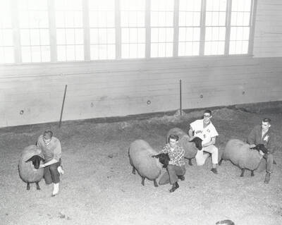 1961 photograph of sheep on the University of Idaho campus. Students examine sheep in barn. Donor: Photo Center.
