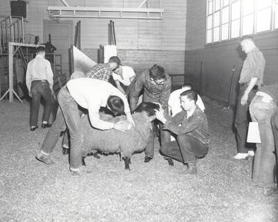 1961 photograph of sheep on the University of Idaho campus. Students examine sheep in a barn. Donor: Photo Center.