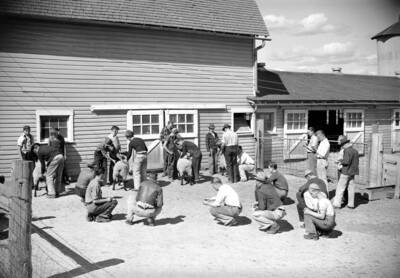 1939 photograph of sheep on the University of Idaho campus. Students pose with sheep outside of a barn.
