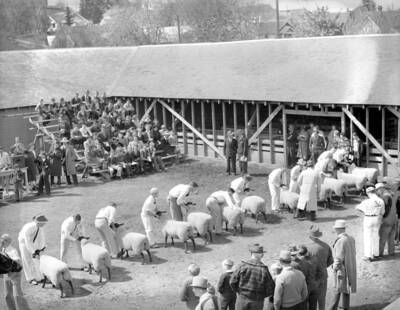 1943 photograph of sheep on the University of Idaho campus. Students show sheep during judging.