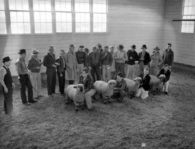 1943 photograph of sheep on the University of Idaho campus. Students hold their sheep to be judged.