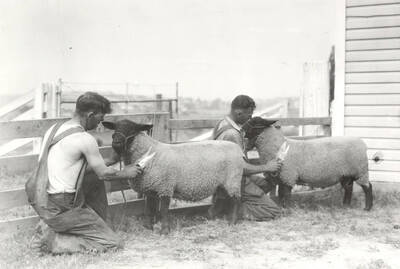 1938 photograph of sheep on the University of Idaho campus. Men shearing sheep in foreground.