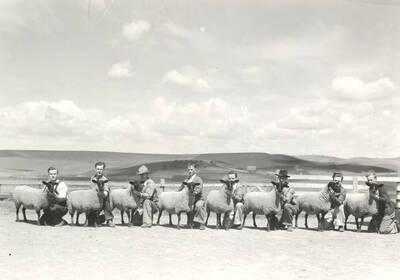 1936 photograph of sheep on the University of Idaho campus. Men kneel with sheep.