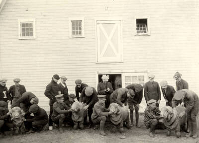 1936 photograph of sheep on the University of Idaho campus. Sheep judging in front of a barn.