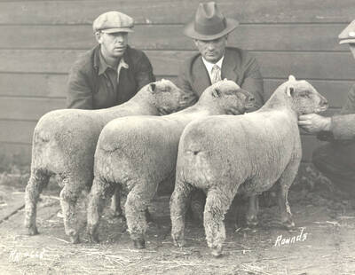1928 photograph of sheep on the University of Idaho campus. Men examine sheep.