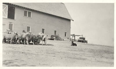 1935 photograph of seep on the University of Idaho campus. A dog watches a group of sheep in front of a barn.