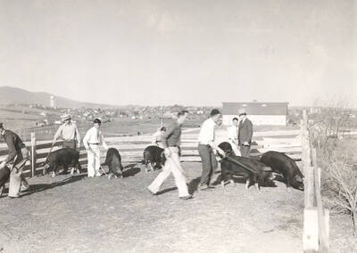 1937 photograph of Swine. Eight students and seven hogs in an enclosure.