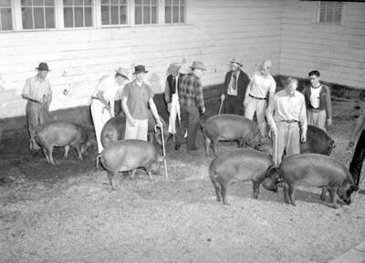 1941 photograph of Swine. Hogs in a barn being judged.