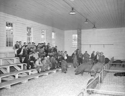 1942-09-17 photograph of Swine. Hogs in a barn being judged.