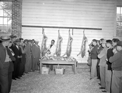 1942 photograph of Swine. Students examining butchered hogs.