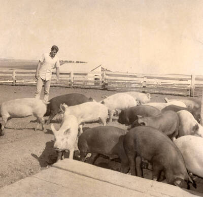 1961 photograph of Swine. A student and fourteen hogs in an enclosure.