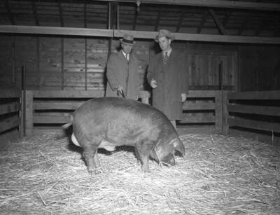 1944-10-19 photograph of Swine. Pigs in an enclosure being judged.
