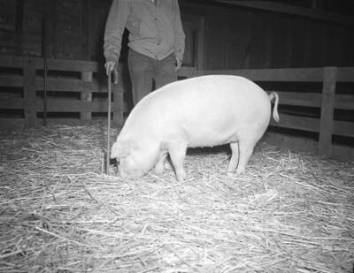 1944-10-19 photograph of Swine. Pigs in an enclosure being judged.