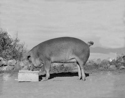 1939 photograph of Swine. A pig in a field eating.