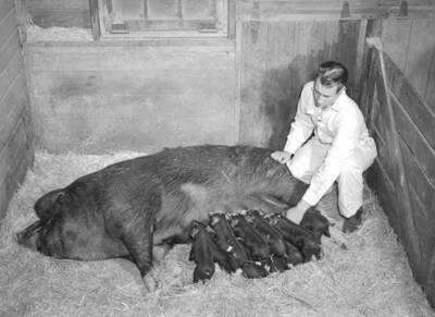 1939 photograph of Swine. Piglets feeding.