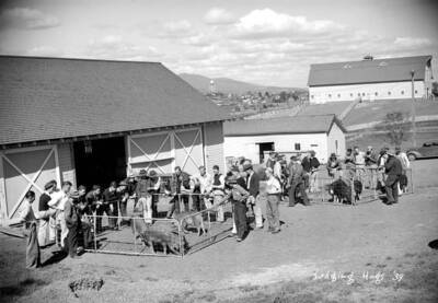 1939 photograph of Swine. Hogs being judged in front of a barn.