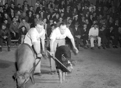 1940 photograph of Swine. Two grand champion hogs.