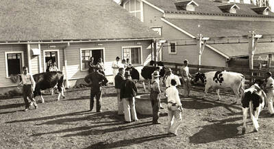 1933 photograph of Dairy Farm and Creamery. Four Holstein cows are displayed for judging day in an fenced enclosure.