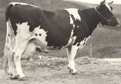 1923 photograph of Dairy Farm and Creamery. Hostien champion cow Violet Posch Ormsby. Donor: College of Agriculture.